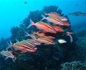 Flat Rock Dive Site - Stayed 0