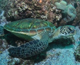 Flat Rock Dive Site - Stayed 1