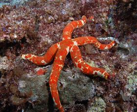 Flat Rock Dive Site - Stayed 2