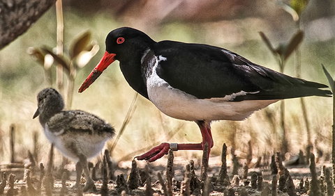 Brunswick Heads Nature Reserve - Stayed 2