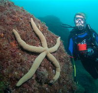 Cook Island Dive Site - Stayed