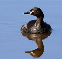 Panboola Wetlands - Stayed