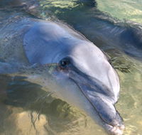 Dolphins of Monkey Mia - Stayed