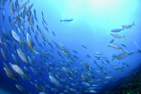 Cape Byron Marine Park - Stayed 0