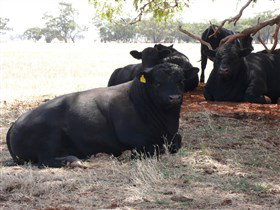 Denham Farm Beef And Lamb - Stayed 1