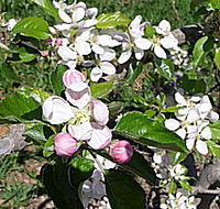 Avro Park Orchards - Stayed