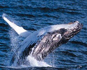 Australian Spirit Sailing Company - Stayed 7