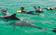 Rockingham Wild Encounters - Swim With Wild Dolphins - thumb 0