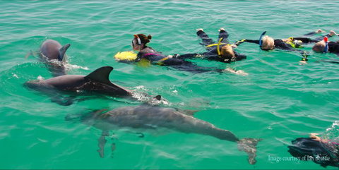Rockingham Wild Encounters - Swim With Wild Dolphins - Stayed 3