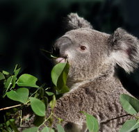 Koala Transfers - Stayed