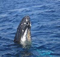 Jervis Bay Whales - Stayed