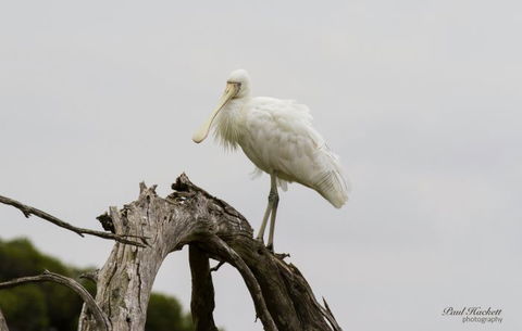 Melbourne Birding Tours - Stayed 3