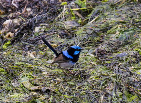 Melbourne Birding Tours - Stayed 8