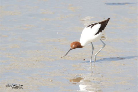Melbourne Birding Tours - Stayed 11