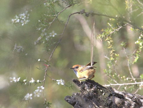 Melbourne Birding Tours - Stayed 15