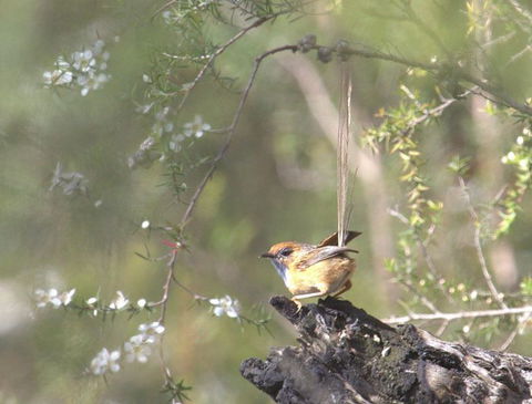 Melbourne Birding Tours - Stayed 18