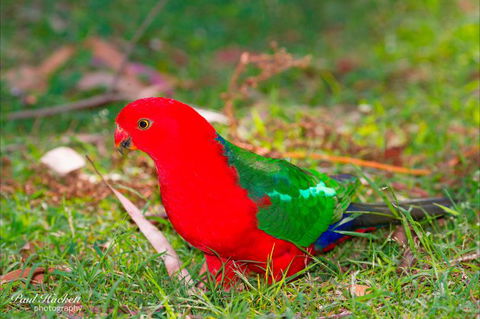 Melbourne Birding Tours - Stayed 19