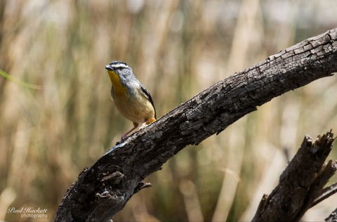 Melbourne Birding Tours - Stayed 22