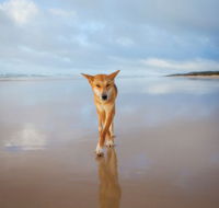 Fraser Island Adventure Tours - Stayed