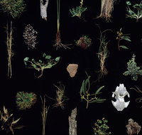 Weswal Gallery - Stayed