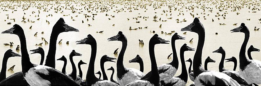 Coconut Grove NT Stays Accommodation