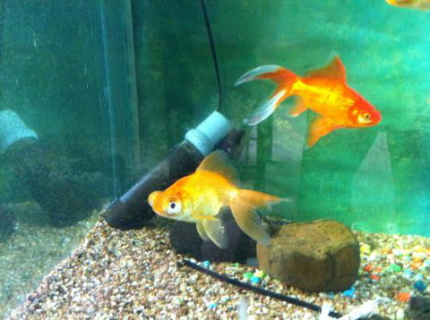 Hurley’s Aquariums - Stayed 2