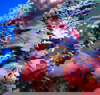 Tropical Marine Centre - Stayed