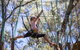 Busselton High Ropes And Zipline Adventure - thumb 1