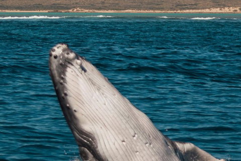 VIP Luxury Chartered Escapes, Exploring The Reef At Your Own Pace - Stayed 3