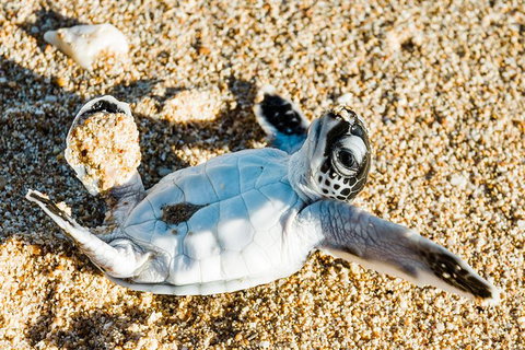 VIP Luxury Chartered Escapes, Exploring The Reef At Your Own Pace - Stayed 38