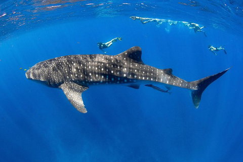 VIP Luxury Chartered Escapes, Exploring The Reef At Your Own Pace - Stayed 27