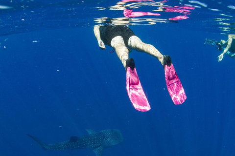 VIP Luxury Chartered Escapes, Exploring The Reef At Your Own Pace - Stayed 49