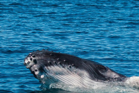 VIP Luxury Chartered Escapes, Exploring The Reef At Your Own Pace - Stayed 14