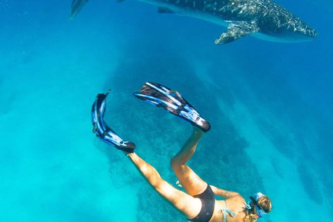 VIP Luxury Chartered Escapes, Exploring The Reef At Your Own Pace - Stayed 26