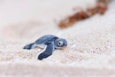 VIP Luxury Chartered Escapes, Exploring The Reef At Your Own Pace - Stayed 6