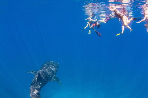 VIP Luxury Chartered Escapes, Exploring The Reef At Your Own Pace - Stayed 22