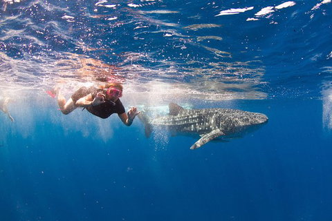VIP Luxury Chartered Escapes, Exploring The Reef At Your Own Pace - Stayed 8