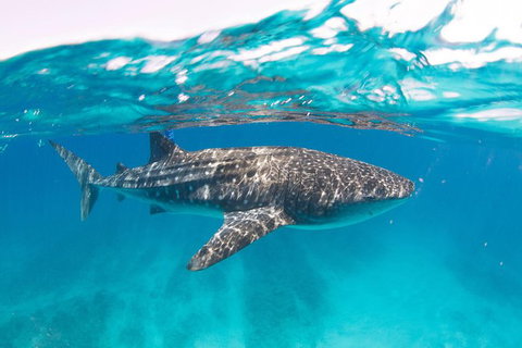 VIP Luxury Chartered Escapes, Exploring The Reef At Your Own Pace - Stayed 15