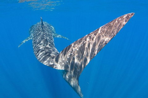 VIP Luxury Chartered Escapes, Exploring The Reef At Your Own Pace - Stayed 37