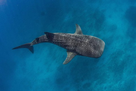 VIP Luxury Chartered Escapes, Exploring The Reef At Your Own Pace - Stayed 34