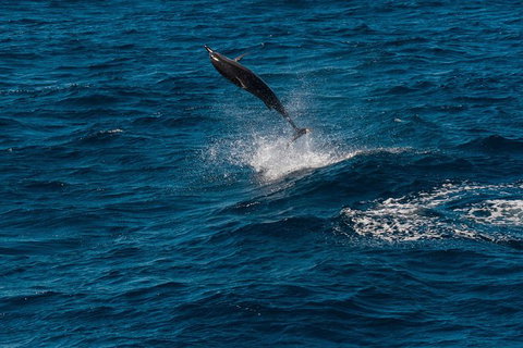 VIP Luxury Chartered Escapes, Exploring The Reef At Your Own Pace - Stayed 42