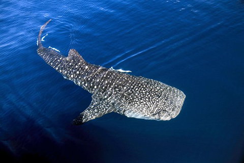 VIP Luxury Chartered Escapes, Exploring The Reef At Your Own Pace - Stayed 30