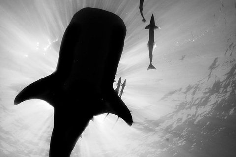 VIP Luxury Chartered Escapes, Exploring The Reef At Your Own Pace - Stayed 16