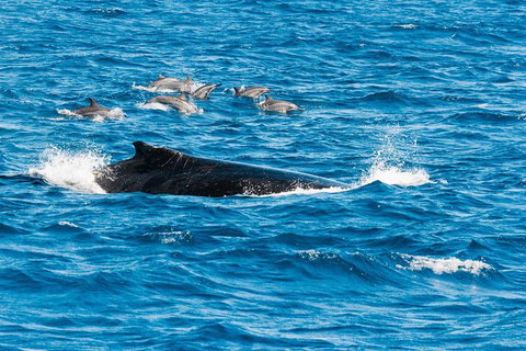 VIP Luxury Chartered Escapes, Exploring The Reef At Your Own Pace - Stayed 19