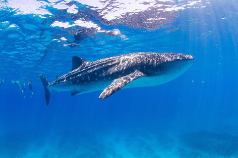 VIP Luxury Chartered Escapes, Exploring The Reef At Your Own Pace - Stayed 9