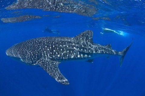 VIP Luxury Chartered Escapes, Exploring The Reef At Your Own Pace - Stayed 31