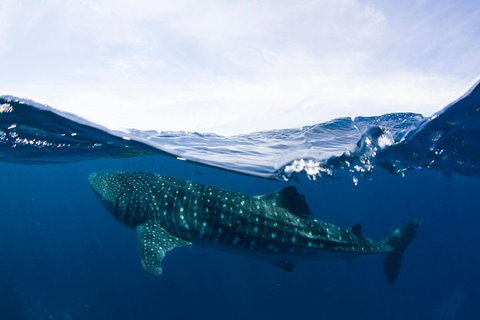 VIP Luxury Chartered Escapes, Exploring The Reef At Your Own Pace - Stayed 51