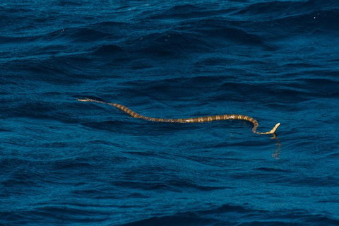 VIP Luxury Chartered Escapes, Exploring The Reef At Your Own Pace - Stayed 23