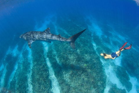 VIP Luxury Chartered Escapes, Exploring The Reef At Your Own Pace - Stayed 47