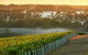 Cape Mentelle Behind The Scenes Tour With Food & Wine Pairing - thumb 3